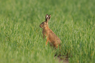 Zając szarak - Lepus europaeus Linnaeus, 1758