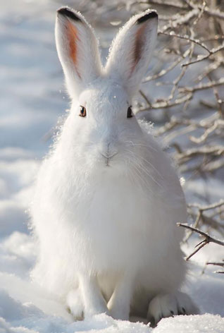 Zając bielak - Lepus timidus Linnaeus, 1758