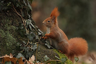 Wiewiórka pospolita - Sciurus vulgaris Linnaeus, 1758