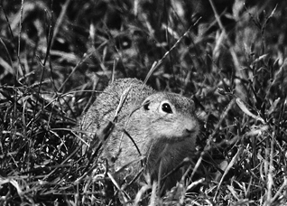 Suseł moręgowany - Spermophilus citellus (Linnaeus, 1766)