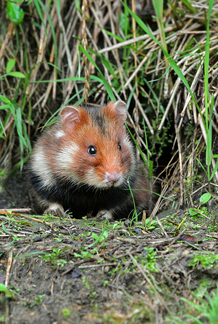Chomik europejski - Cricetus cricetus (Linnaeus, 1758) Chomik europejski - Cricetus cricetus (Linnaeus, 1758)