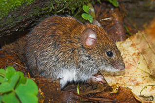 Nornica ruda - Myodes glareolus (Schreber, 1780)