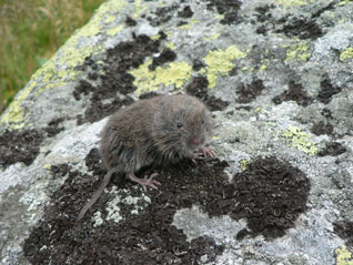 Darniówka tatrzańska - Microtus tatricus Kratochvíl, 1952