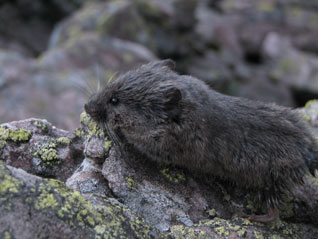 Nornik śnieżny - Microtus nivalis (Martins, 1842)