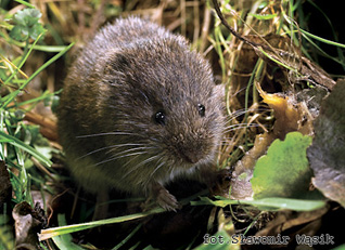 Nornik północny - Microtus oeconomus (Pallas, 1776) Nornik północny - Microtus oeconomus (Pallas, 1776)