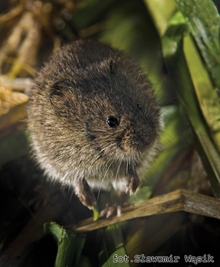 Nornik bury - Microtus agrestis (Linnaeus,1761)