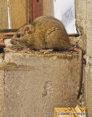 Szczur wędrowny - Rattus norvegicus (Berkenhout, 1769)