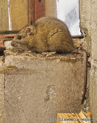 Szczur wędrowny - Rattus norvegicus (Berkenhout, 1769) Szczur wędrowny - Rattus norvegicus (Berkenhout, 1769)