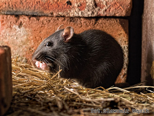Szczur śniady - Rattus rattus (Linnaeus, 1758) Szczur śniady - Rattus rattus (Linnaeus, 1758)