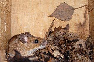Mysz leśna - Apodemus flavicollis (Melchior, 1834)