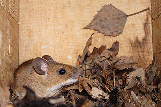 Mysz leśna - Apodemus flavicollis (Melchior, 1834) Mysz leśna - Apodemus flavicollis (Melchior, 1834)