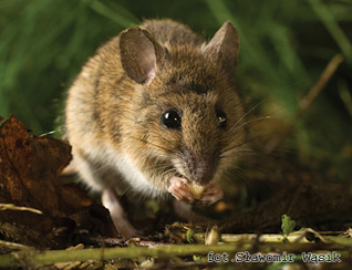 Mysz zaroślowa - Apodemus sylvaticus (Linnaeus, 1758) Mysz zaroślowa - Apodemus sylvaticus (Linnaeus, 1758)