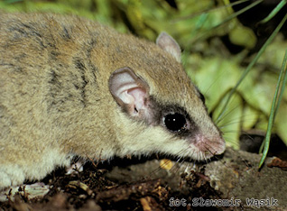 Koszatka - Dryomys nitedula (Pallas, 1778) Koszatka - Dryomys nitedula (Pallas, 1778)