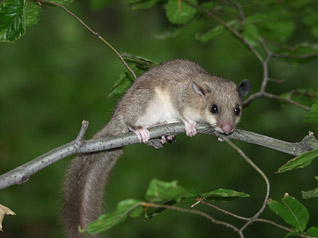 Popielica - Glis glis (Linnaeus, 1766)