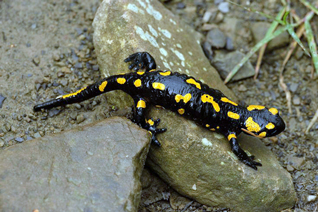 salamandra plamista - Salamandra salamandra (Linnaeus, 1758)