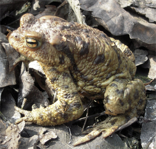 ropucha szara - Bufo bufo (Linnaeus, 1758)