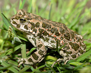 ropucha zielona - Bufotes viridis Laurenti, 1768