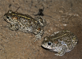 ropucha paskówka - Epidalea calamita Laurenti, 1768