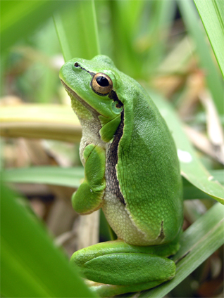 rzekotki - Hyla sp. rzekotki - Hyla sp.