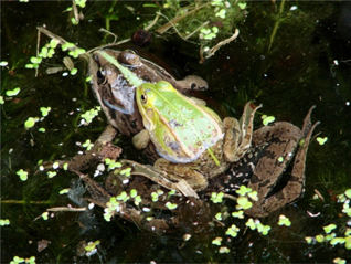 żaby zielone - Pelophylax esculentus complex żaby zielone - Pelophylax esculentus complex