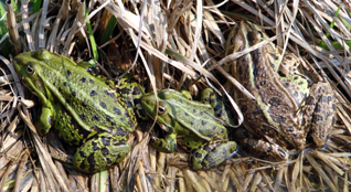 żaba wodna - Pelophylax esculentus Linnaeus, 1758 żaba wodna - Pelophylax esculentus Linnaeus, 1758