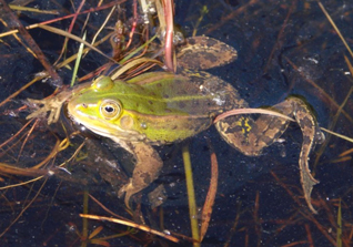 żaba jeziorkowa - Pelophylax lessonae Camerano, 1882