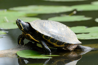 żółw ozdobny - Trachemys scripta (Schoepff, 1792)