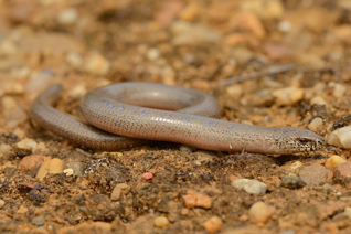 padalce - Anguis sp. 