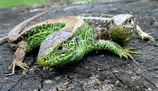 jaszczurka zwinka - Lacerta agilis Linnaeus, 1758