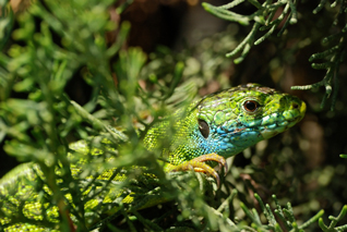 jaszczurka zielona - Lacerta viridis (Laurenti, 1768)