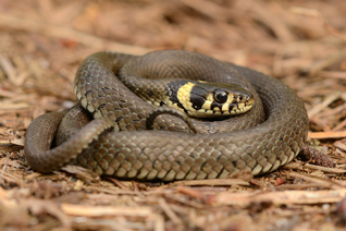 zaskroniec zwyczajny - Natrix natrix (Linnaeus, 1758)