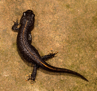 traszka grzebieniasta - Triturus cristatus (Laurenti, 1768)