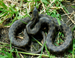 zaskroniec rybołów - Natrix tessellata (Laurenti, 1768)