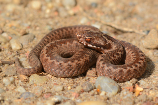 żmija zygzakowata - Vipera berus (Linnaeus, 1758) żmija zygzakowata - Vipera berus (Linnaeus, 1758)