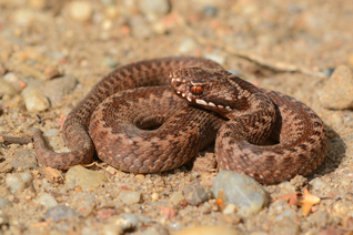 żmija zygzakowata - Vipera berus (Linnaeus, 1758)