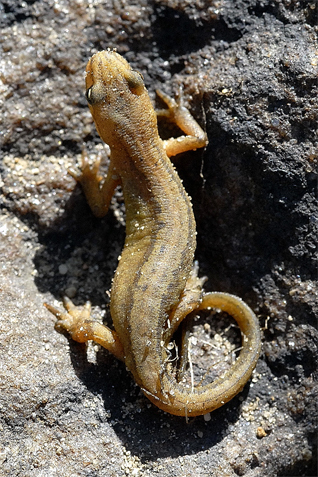 traszka zwyczajna - Lissotriton vulgaris (Linnaeus, 1758)