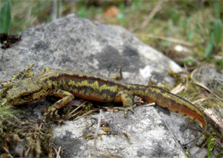 traszka karpacka - Lissotriton montandoni (Boulenger, 1880) traszka karpacka - Lissotriton montandoni (Boulenger, 1880)