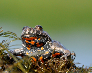 kumak nizinny - Bombina bombina (Linnaeus, 1761)