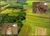 widok łąk i pól oraz zadrzewień z lotu ptaka w kolorach zielono brązowych, w prawym górnym rogu ptak jastrząb w kolorach brązowo szarych, w dolnym lewym roku ptak drozd śpiewak w kolorach brązowo szarych