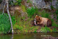 Fot. Adam Wajrak, niedźwiedź