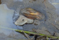 Grafika&colon; Zdarzenia masowej &sacute;miertelno&sacute;ci mal&zdot;y