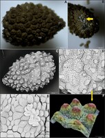 grafika do publikacji&colon; &comma;&comma;Seed micromorphology and calcium oxalate crystal characterization as taxonomic traits in selected species of the genus Impatiens L&period;'&colon;  ro&sacute;liny z rodzaju Impatiens&comma; zdj&eogon;cie z mikroskopu elektronowego