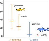 G&period; gobio vs&period; P&period; phoxinus - Ilustracja do publikacji