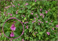 Zdj&eogon;cie&colon; kwiaty&comma; Impatiens glandulifera 