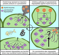 grafika do publikacji zatytu&lstrok;owanej&colon; Making waves&colon; Cyanopeptides as a potential defence against chytrid parasites in cyanobacteria