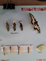 Materia&lstrok; dydaktyczny&colon; na kartce&colon; stadium rozwojowe motyla&colon; poczwarki&comma; imago