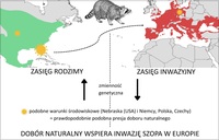 grafika do publikacji zatutu&lstrok;owanej&colon; Signatures of differential local adaptation indicate climate matching with specific native-range habitats in invasive raccoons &lpar;Procyon lotor&rpar;