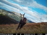 M&lstrok;oda kozica sfotografowana przez fotopu&lstrok;apk&eogon; projektu WildINTEL w Tatrza&nacute;skim Parku Narodowym &lpar;Polska&rpar;&period;
