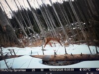 Ry&sacute; sfotografowany przez fotopu&lstrok;apk&eogon; projektu WildINTEL w Tatrza&nacute;skim Parku Narodowym &lpar;Polska&rpar;&period;
