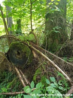 Puszcza Bialowieska&comma; Fot&period; Agata Pietrzyk-Kaszy&nacute;ska zdj&eogon;cie autorstwa Agaty